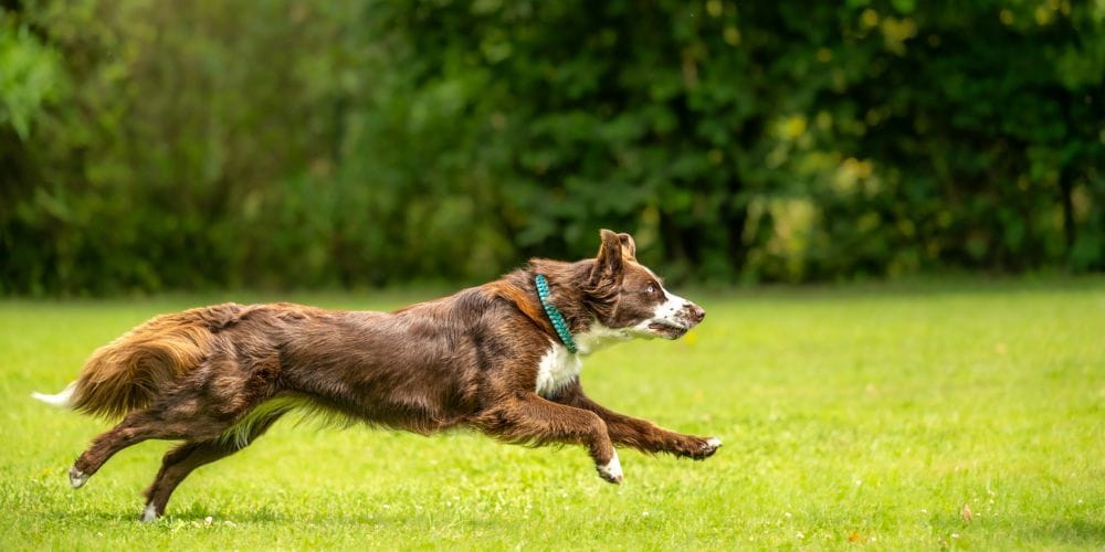 Dog running at the park.